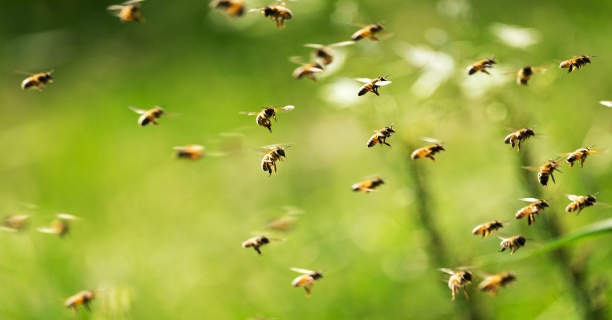 Pozemky pro včely zdarma