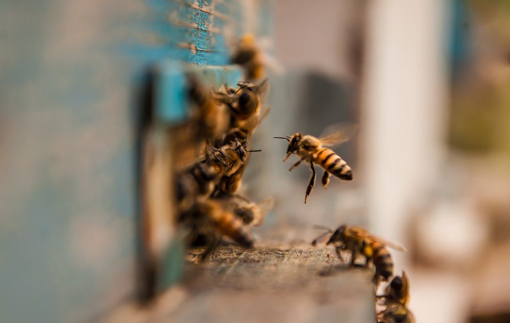 Pozemky pro včely zdarma